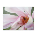Innocence: Magnolia Flower Postcard
