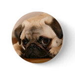 " Innocent " Pug buttons