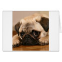 " Innocent " Pug cards