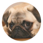 " Innocent " Pug stickers