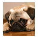 " Innocent " Pug t-shirts