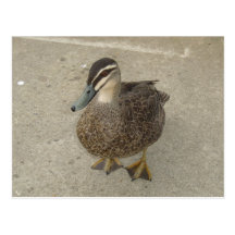 Inquisitive Duck Postcards