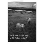 Inquisitive Sheep birthday card