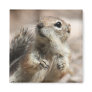 Inquisitive Squirrel Magnet