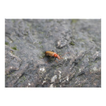 Insect on a rock. invites