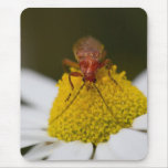 Insect on Pollen mousepads