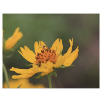 Insect on Yellow Flower Flyer