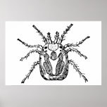 Insect posters