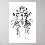 Insect posters
