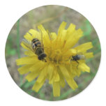 Insect Wasp stickers