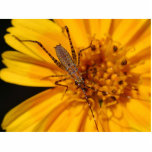 Insects On Big Orange Flower Macro photo sculptures