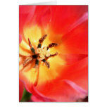 Inside a Tulip Cards