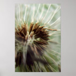 Inside Dandilion posters