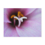 Inside the Lily Postcard