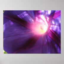 Inside the Morning Glory Print