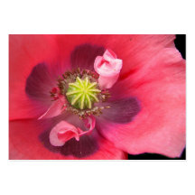 Inside the Poppy ATC Business Cards