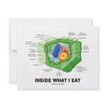 Inside What I Eat (Plant Cell Vegetarian Humour) invitations