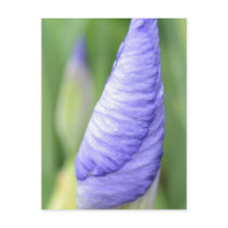 Inspirational Iris Post Card