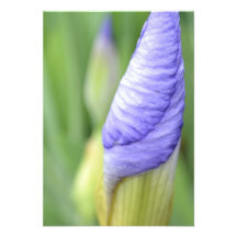Inspirational Iris R.S.V.P. Invitation