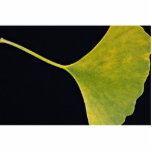 Inspiring Ginkgo leaf Photo Sculpture