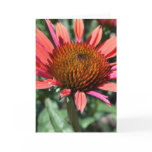 Inspiring Purple Coneflower Greeting Card