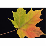 Inspiring Sugar maple leaf Cut Out