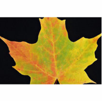 inspiring Sugar maple yellow leaf Photo Cut Out