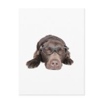 Intelligent Labrador Postcard