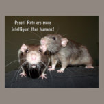 intelligent rats poster posters