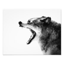 Intense Grey Wolf Portrait - Black and White Print Photographic Print