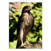 Intense Stare II Greeting Card