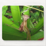 Intent Mantis ~ mousepad