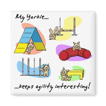 Interesting Yorkie Agility