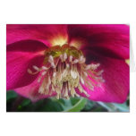 Interior Of A Delicate Spring Hellebore Flower cards