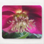Interior Of A Delicate Spring Hellebore Flower Mousepad