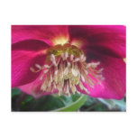 Interior Of A Delicate Spring Hellebore Flower postcards