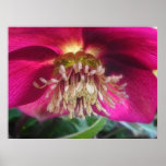Interior Of A Delicate Spring Hellebore Flower posters