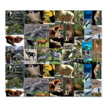 Internet Safari Poster posters