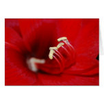 Into The Macro Card