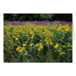 Invasive Purple Loosestrife at Montezuma National Greeting Card