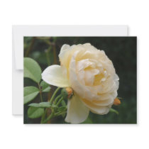 Invitation - Beautiful Rose