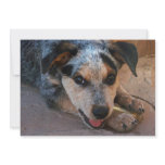Invitation Child Party Cattle Dog Puppy - Western