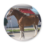 Iowa Clyde Show Missy ]white border magnets