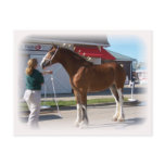 Iowa Clyde Show Missy ]white border Postcards