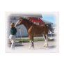Iowa Clyde Show Missy ]white border Postcards