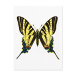 Iphiclides podalirius postcard