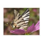 Iphiclides podalirius post card