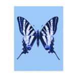 Iphiclides podalirius Postcard