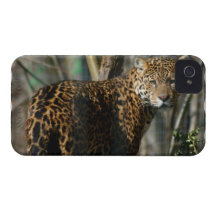 iphone 4 barely there QPC template Ca - Customised Case-Mate iPhone 4 Case