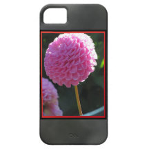 iPhone 5 Case - Pink Dahlia Flowers